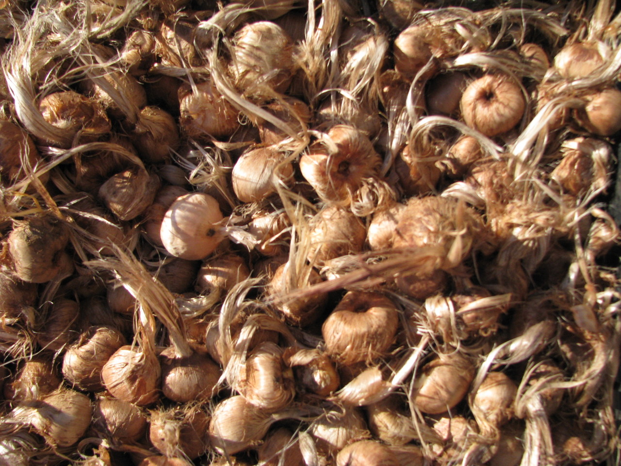 bulbes de safran bio