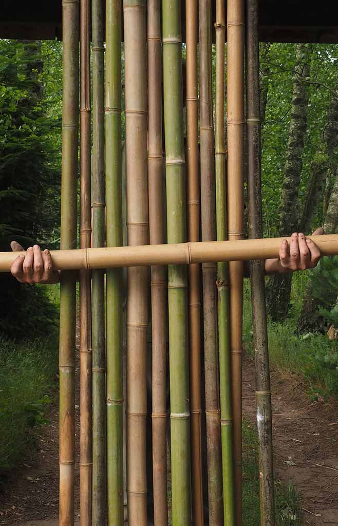 cannes de bambou