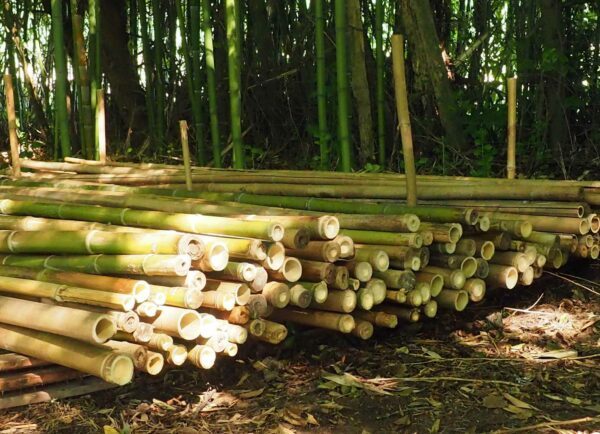 bambou tronçons