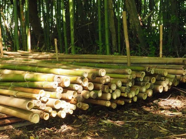 Tronçons de Bambou